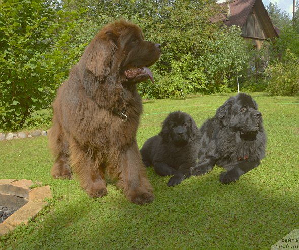 Фото: ньюфаундленд Aquatoriya Kelvin Kadril (Акватория Келвин Кадриль), ньюфаундленд I Follow The Sun de L'Etoile de Cyrice, ньюфаундленд Smigar Yungfrau Yuliana (Смигар Юнгфрау Юлиана)