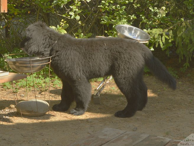 Фото: ньюфаундленд Smigar Yungfrau Yuliana (Смигар Юнгфрау Юлиана)