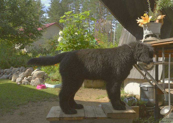 Фото: ньюфаундленд Smigar Yungfrau Yuliana (Смигар Юнгфрау Юлиана)