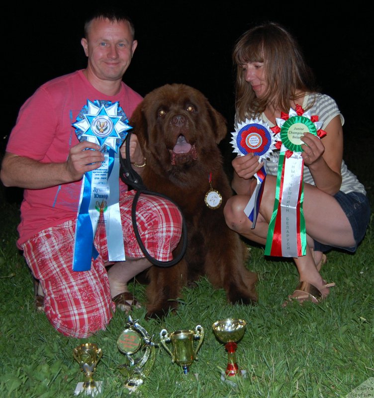 Фото: ньюфаундленд Brownblood MSK Hayes Hago (Браунблад МСК Хаиес Хаго)