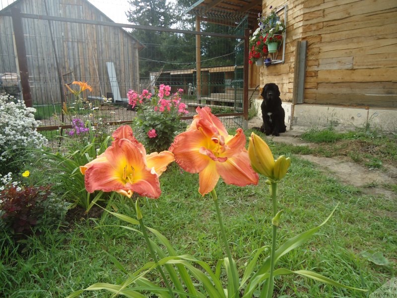 Фотография № 188532