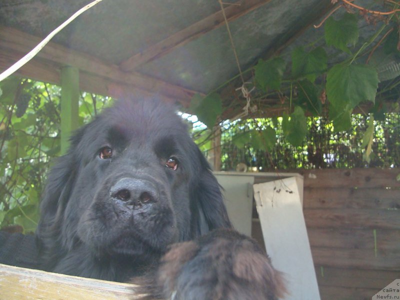 Фото: ньюфаундленд CHarovnica Gagarinskaya (Чаровница Гагаринская)