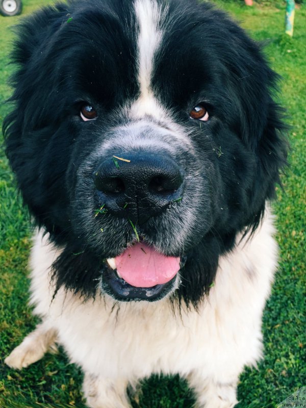 Фото: ньюфаундленд Adonis ot Sibirskogo Medvedya (Адонис от Сибирского Медведя)