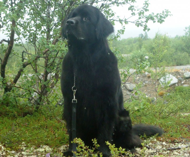 Фото: ньюфаундленд Uyutnaya Dolina Black Diamond Velinda (Уютная Долина Блэк Даймонд Велинда)