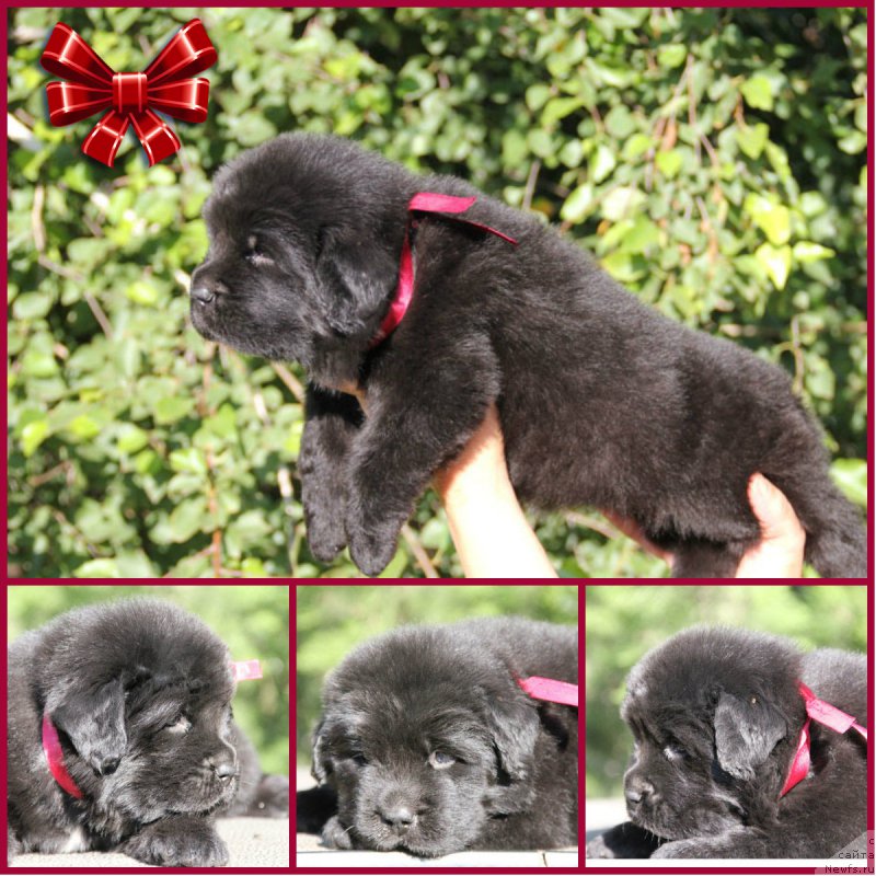 Фото: ньюфаундленд Zhizetta s Berega Dona (Жизетта с Берега Дона)