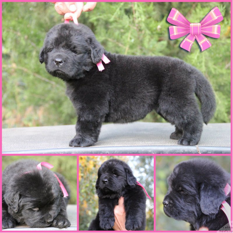 Фото: ньюфаундленд Zhenrietta  s Berega Dona (Женриетта с Берега Дона)