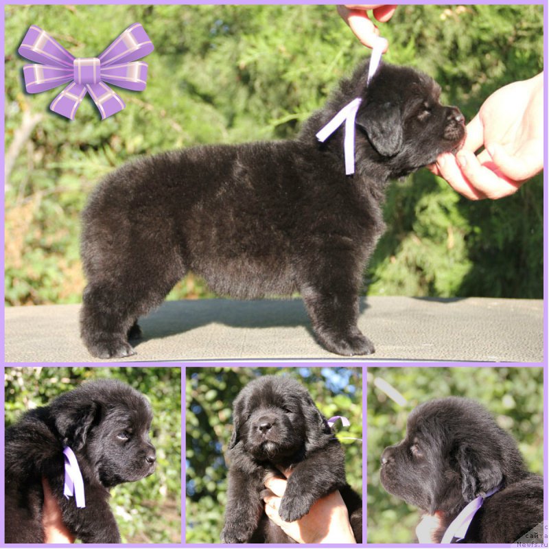 Фото: ньюфаундленд Zhjuzetta s Berega Dona (Жюзетта с Берега Дона)