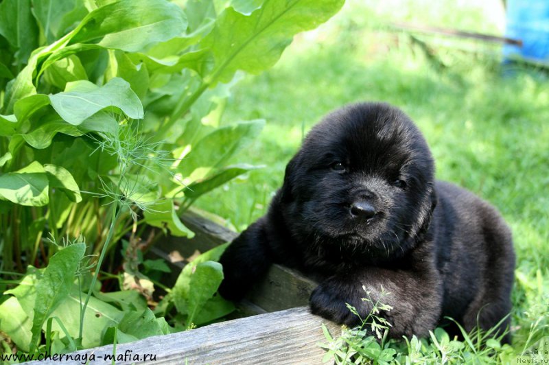 Фото: ньюфаундленд Chernaya Mafia Ace in the Hole (Черная Мафия Асе ин тхе Холе)