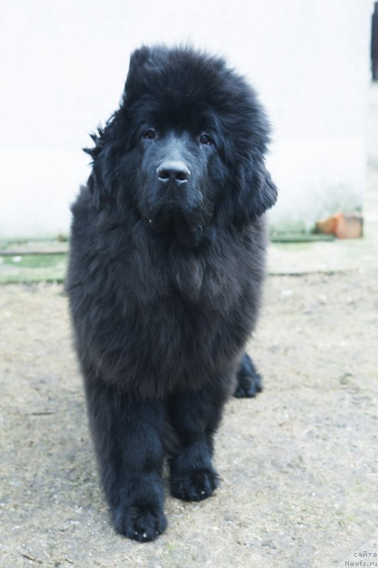 Фото: ньюфаундленд Akvatoriya Kelvin YU Myeyk May Drim (Акватория Келвин Ю Мэйк Май Дрим)