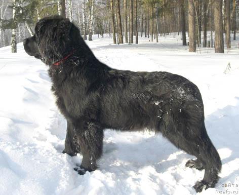 Фото: ньюфаундленд Indiana Dzhuna iz Tihogo Omuta (Индиана Джуна из Тихого Омута)