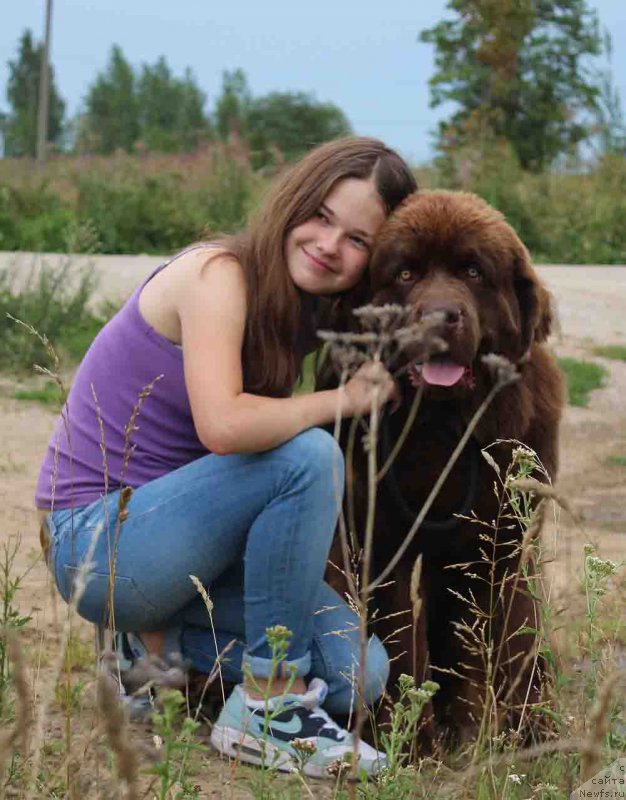 Фото: ньюфаундленд Brownblood MSK Hayes Hago (Браунблад МСК Хаиес Хаго), Mariya SHmeleva (Мария Шмелева)