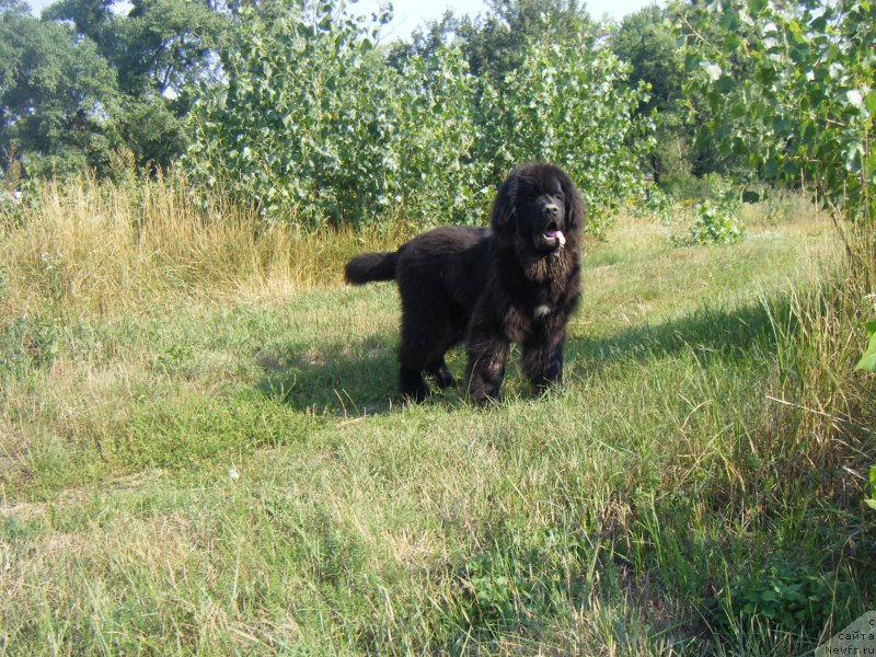 Фото: ньюфаундленд Farro Osman Super Mishka