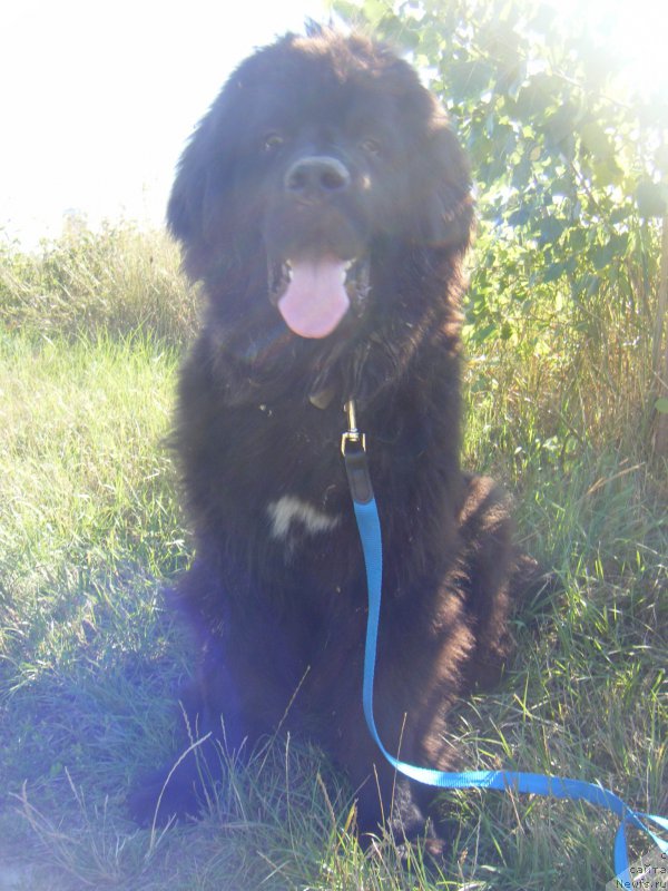 Фото: ньюфаундленд Farro Osman Super Mishka