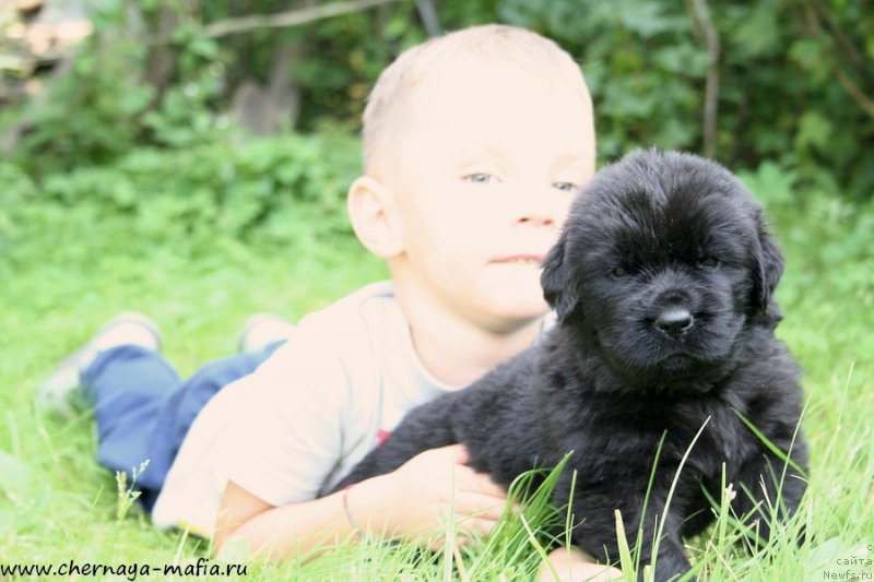 Фото: ньюфаундленд Chernaya Mafia Аll Rights Reserved (Черная Мафия Алл Ригхтс Ресервед)