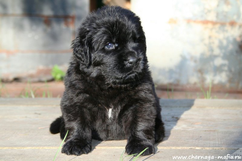 Фото: ньюфаундленд Chernaya Mafia Аngel Among Us (Черная Мафия Ангел Амонг Ус)