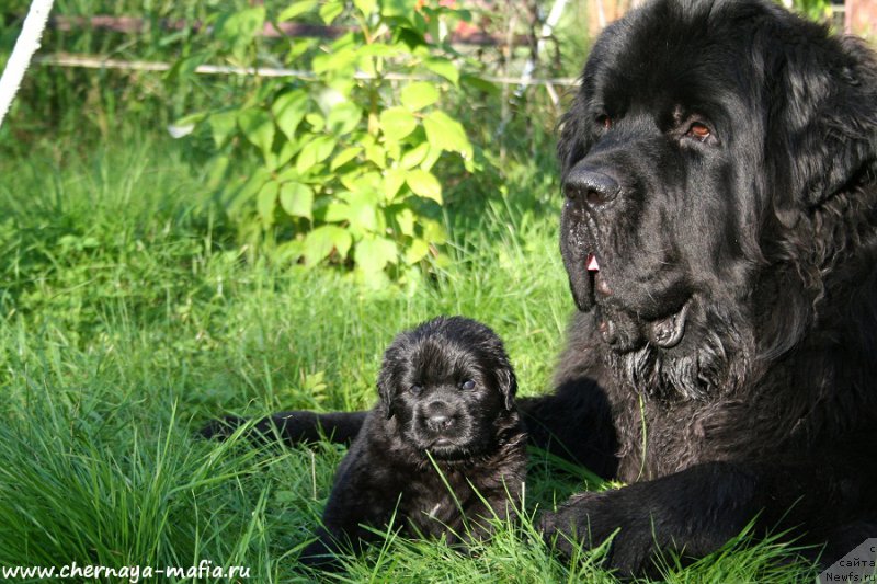 Фото: ньюфаундленд Chernaya Mafia Аngel Among Us (Черная Мафия Ангел Амонг Ус), ньюфаундленд Chernaya Mafia Shrodinger Theory (Черная Мафия Шродингер Тхеору)