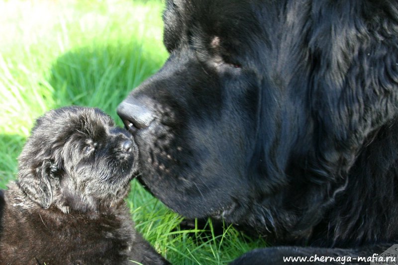 Фото: ньюфаундленд Chernaya Mafia Аngel Among Us (Черная Мафия Ангел Амонг Ус), ньюфаундленд Chernaya Mafia Shrodinger Theory (Черная Мафия Шродингер Тхеору)