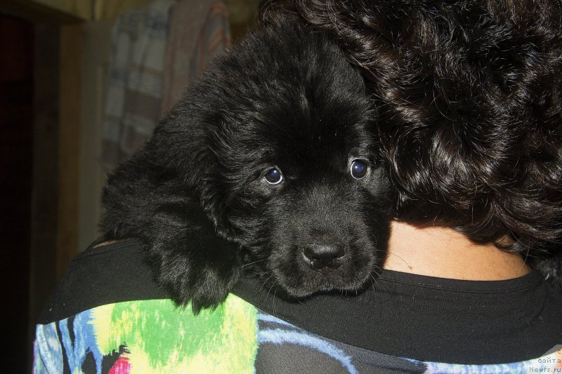 Фото: YUliya Ruzinskaya (Юлия Рузинская), ньюфаундленд CHernyiy Balu Jaklin (Черный Балу Жаклин)