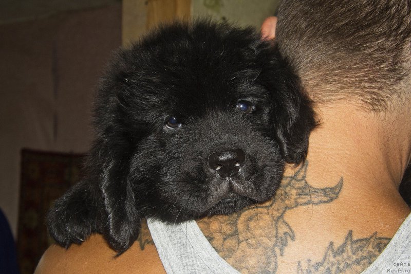 Фото: ньюфаундленд CHernyiy Balu Jerar (Черный Балу Жерар)