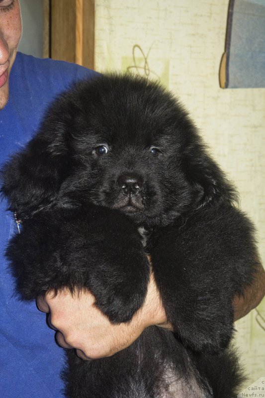 Фото: ньюфаундленд CHernyiy Balu Jora (Черный Балу Жора)