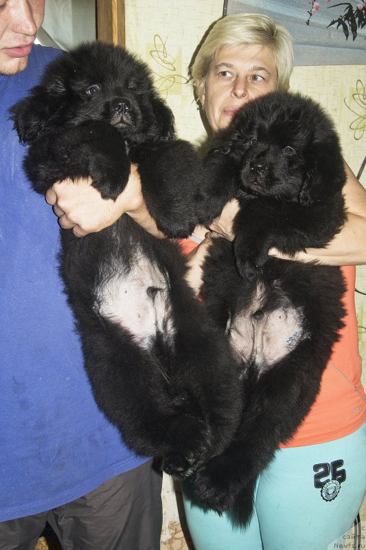 Фото: Aleksandr CHernyavskiy (Александр Чернявский), ньюфаундленд CHernyiy Balu Jora (Черный Балу Жора), Tat'yana CHernyavskaya (Татьяна Чернявская), ньюфаундленд CHernyiy Balu Jan-Jak (Черный Балу Жан-Жак)