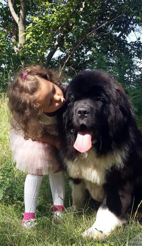 Фото: ньюфаундленд Super Premium Rio de Janeiro (Супер Премиум Рио де Жанейро)