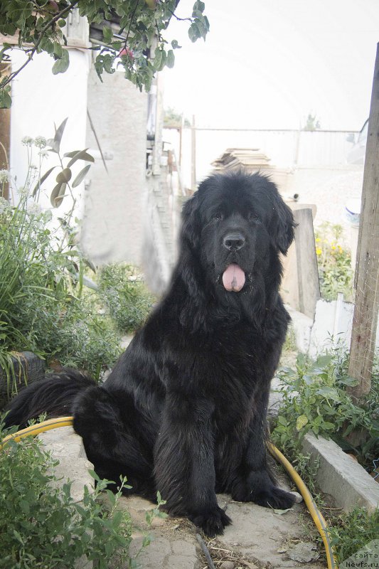 Фото: ньюфаундленд CHernyiy Balu Donna (Черный Балу Донна)