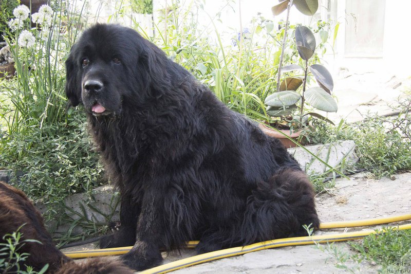 Фото: ньюфаундленд YUnona iz Zolotogo Treugol'nika (Юнона из Золотого Треугольника)