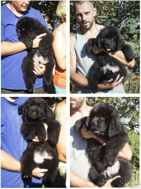 Фото: Aleksandr CHernyavskiy (Александр Чернявский), ньюфаундленд CHernyiy Balu Jora (Черный Балу Жора), Andrey Volkov (Андрей Волков), ньюфаундленд CHernyiy Balu Jerar (Черный Балу Жерар)