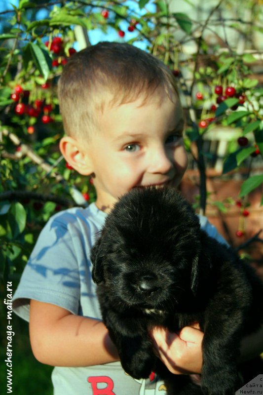 Фото: ньюфаундленд Chernaya Mafia Attractive Power (Черная Мафия Аттрактиве Повер)