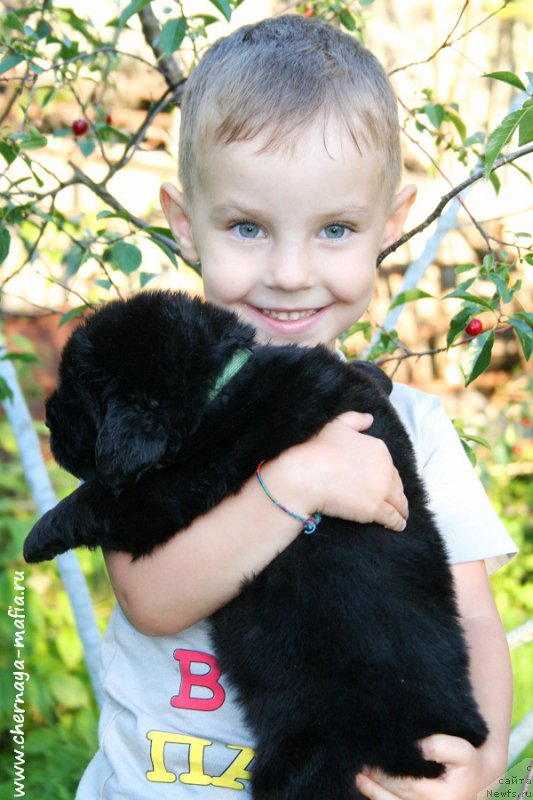 Фото: ньюфаундленд Chernaya Mafia Attractive Power (Черная Мафия Аттрактиве Повер)