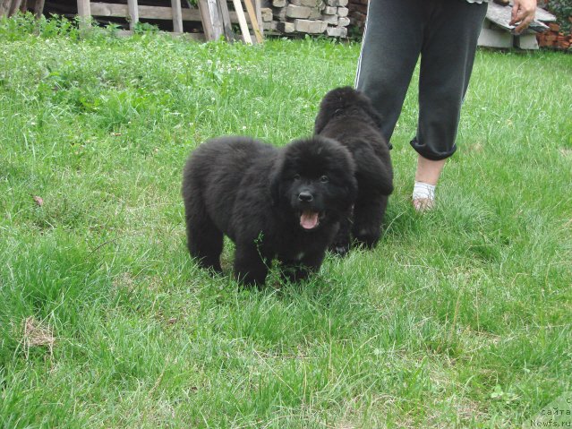 Фото: ньюфаундленд L'vinoe Serdce (Львиное Сердце)