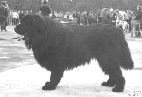 Фото: ньюфаундленд Al'kor (Алькор)