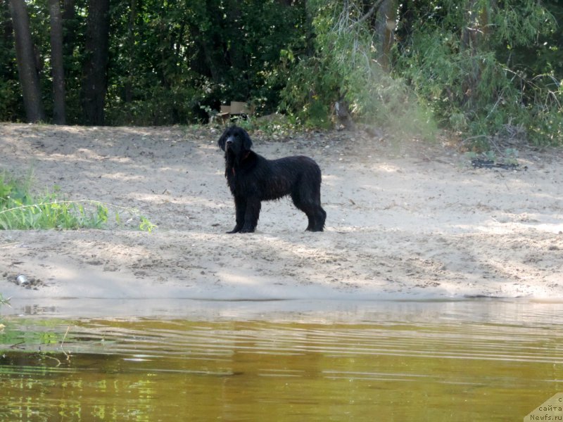 Фото: ньюфаундленд CHernyiy Balu Eva Braun (Черный Балу Ева Браун)