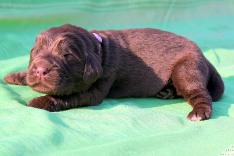 Фото: ньюфаундленд Al'fa Dar Oksa Vezun'ya (Альфа Дар Окса Везунья)