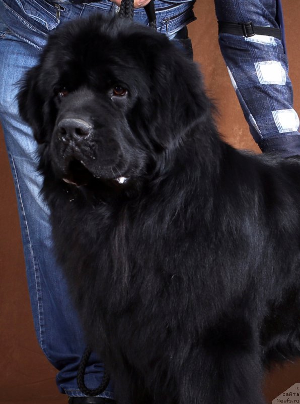 Фото: ньюфаундленд Velyke Malyatko Vernyj Krasen'Tim