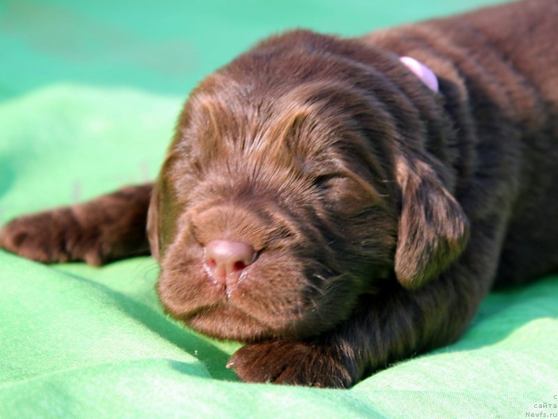 Фото: ньюфаундленд Al'fa Dar Oksa Vezun'ya (Альфа Дар Окса Везунья)