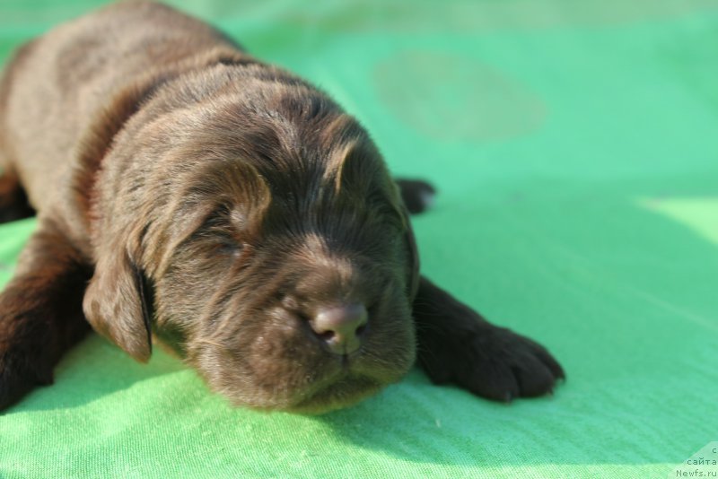 Фото: ньюфаундленд Al'fa Dar Oksa Vezun'ya (Альфа Дар Окса Везунья)