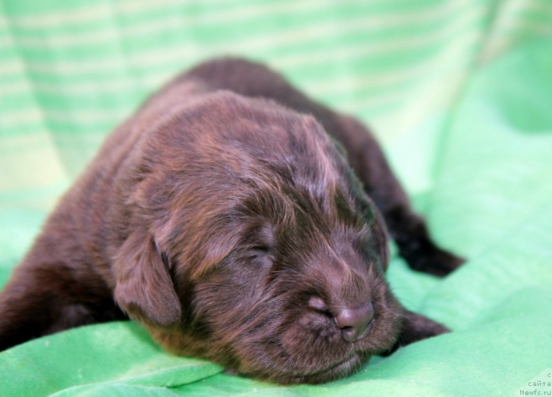 Фото: ньюфаундленд Fann'yuf Akudzyava Nazarovna (Фанньюф Акудзява Назаровна)