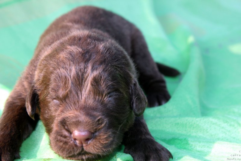 Фотография № 188750