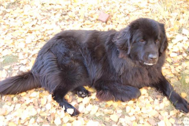 Фото: ньюфаундленд Ryicar' Blagorodnyiy ot Marleon Dusvik (Рыцарь Благородный от Марлеон Дусвик)