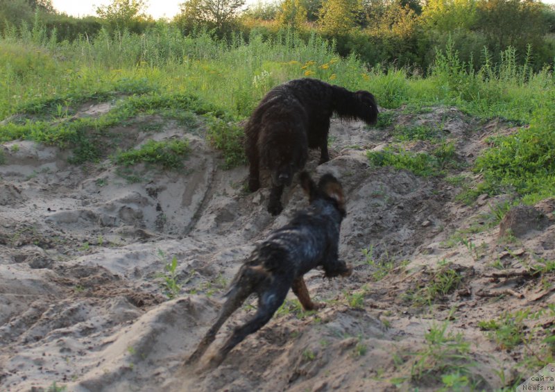 Фото: ньюфаундленд Kaiden Playful (Кайден Плейфул), Рэй