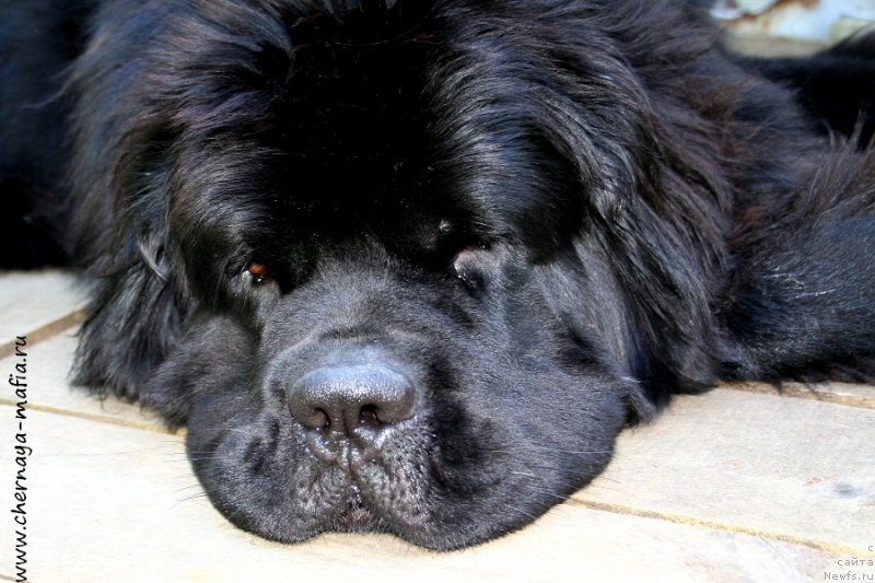 Фотография № 188787