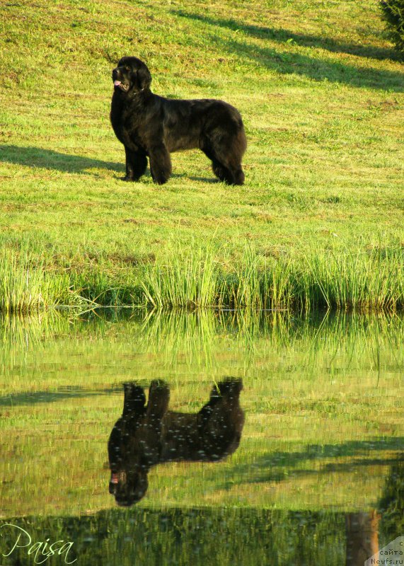 Фото: ньюфаундленд Chernaya Mafia Maybe She Will (Черная Мафия Маубе Ше Вилл)
