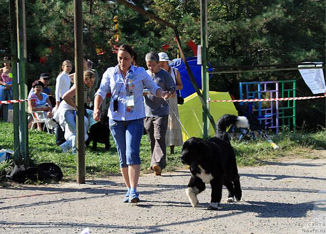 Фото: ньюфаундленд Piternyuf Zhit' Horosho (Питерньюф Жить Хорошо)