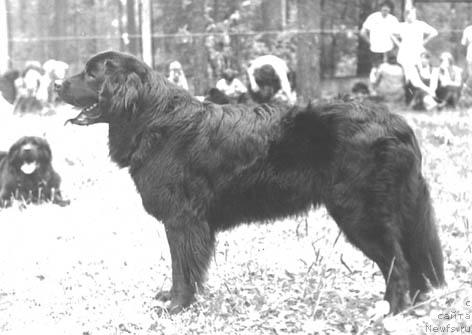 Фото: ньюфаундленд Univir Iren (Унивир Ирен)