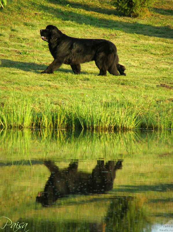 Фото: ньюфаундленд Chernaya Mafia Maybe She Will (Черная Мафия Маубе Ше Вилл)