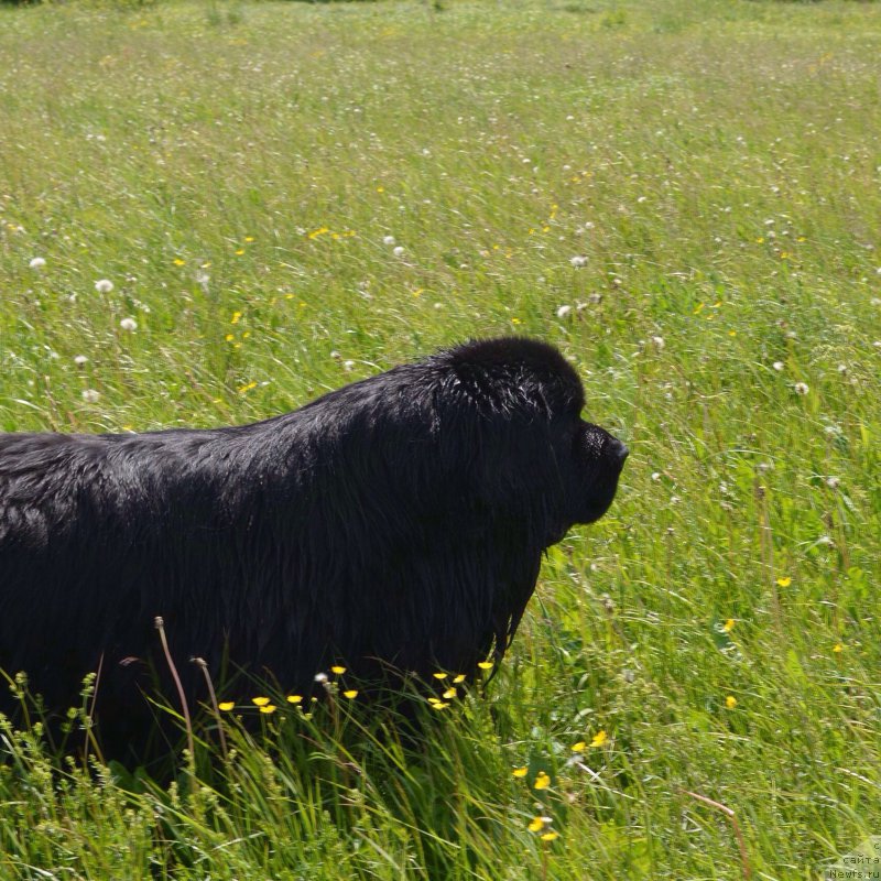 Фото: ньюфаундленд Zerro (Зерро)
