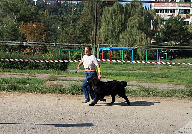 Фото: ньюфаундленд Dar Svezyi Apel'sinka-Mandarinka (Дар Свезы Апельсинка-Мандаринка)