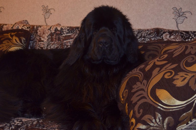 Фото: ньюфаундленд Zerro (Зерро)